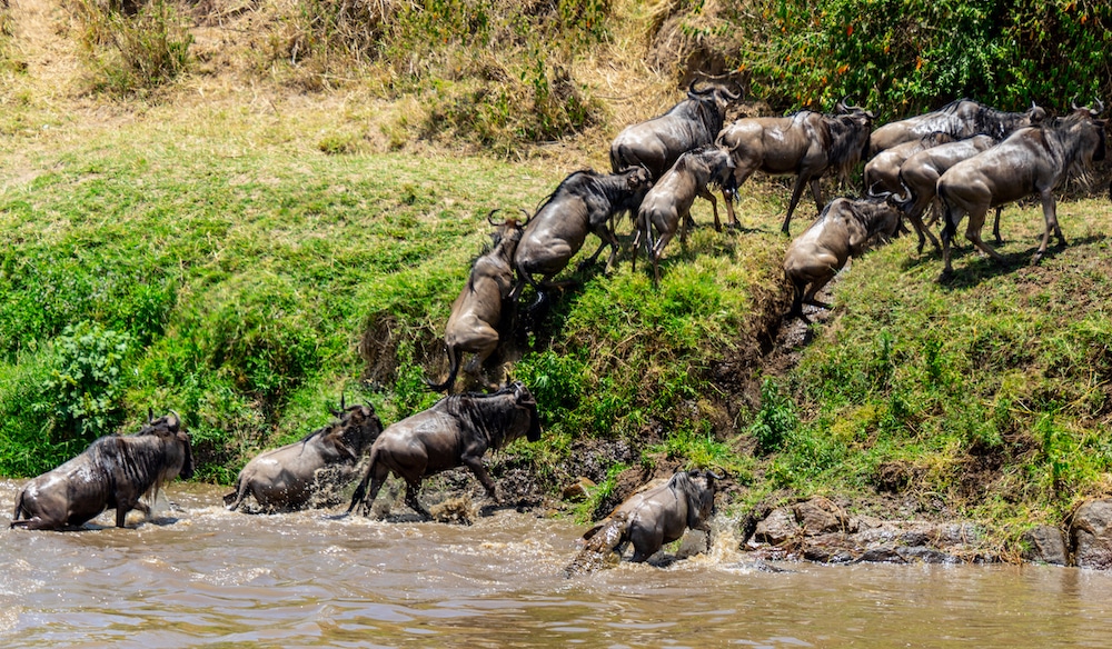 The Great Serengeti Migration: Nature’s Most Spectacular Show